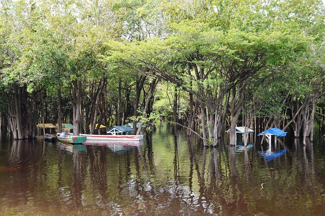 4 Days Amazon Jungle Adventure Tour - Day two: medicinal plants and flooded forest