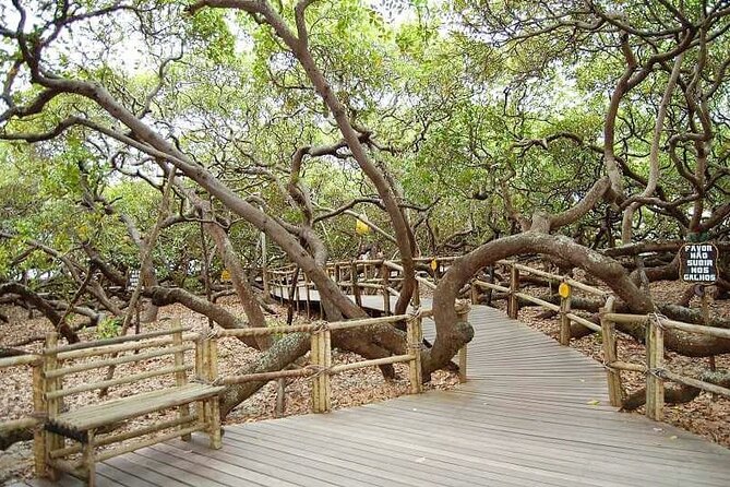 4x4 tour on the South Coast of Natal - Pirangi’s giant cashew tree