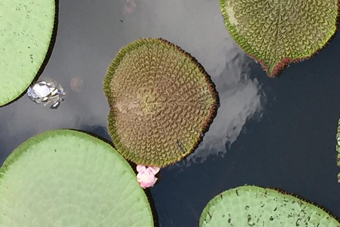 Amazon Jungle Experience with Overnight - Night search for caiman and the overnight lodge