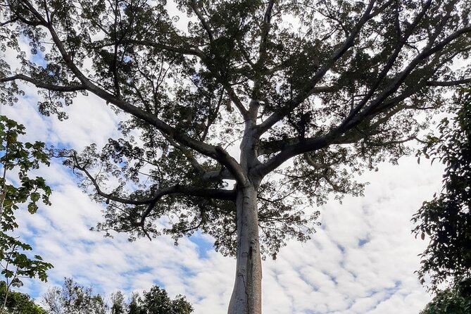 Amazon Safari from Manaus - Janauary Ecological Park and its 100-meter trail
