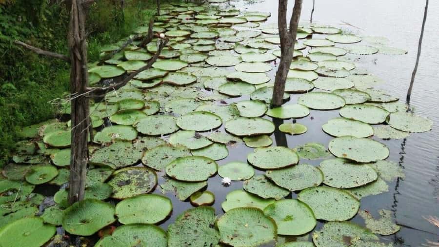 Amazon Safari® Manaus: Day trip on the Amazon River - Janauari Ecological Park and the floating crafts fair