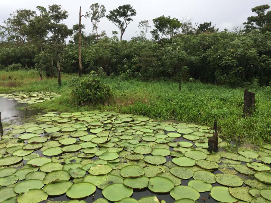 Amazonas: Boat Ride with a Local Amazonian - What the price includes, and what it does not