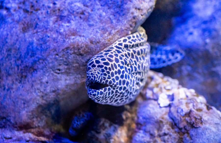 AquaRio and Olympic Boulevard Small Group Tour - AquaRio: Rio’s Four-Floor Window on Marine Life