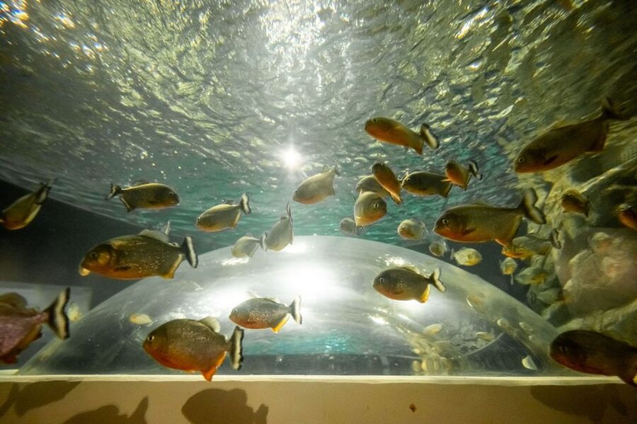 AquaRio and Olympic Boulevard Small Group Tour - Four Hours, Hotel Pickup, and the Real Value