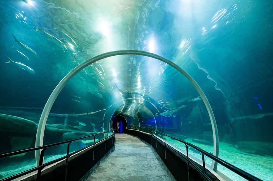 AquaRio and Olympic Boulevard Small Group Tour - Languages, Guides, and the Personal Touch