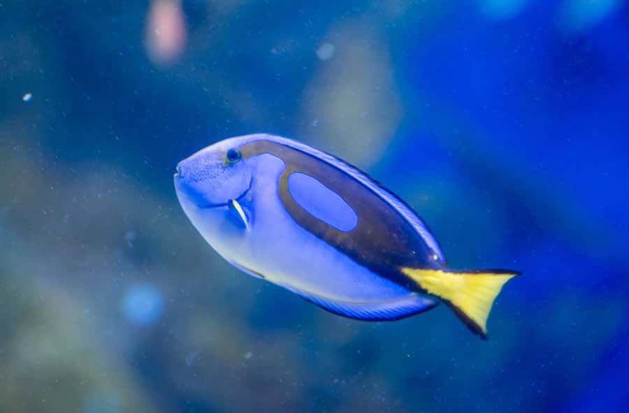 AquaRio and Olympic Boulevard Small Group Tour - The 3.3-Million-Liter Oceanic Enclosure