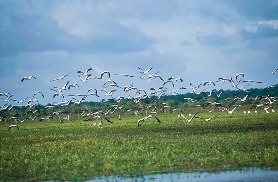 Belém: 2, 3 or 4-Day Marajó Island Excursion with Lodging - Who should choose this excursion?