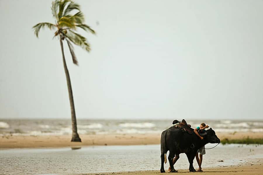 Belém: 2, 3 or 4-Day Marajó Island Excursion with Lodging - The two-day plan: a compact taste of Marajó