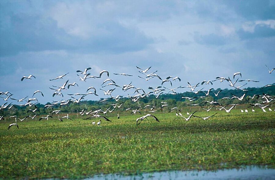 Belém: 2, 3 or 4-Day Marajó Island Excursion with Lodging - The four-day option focuses on culture and village life