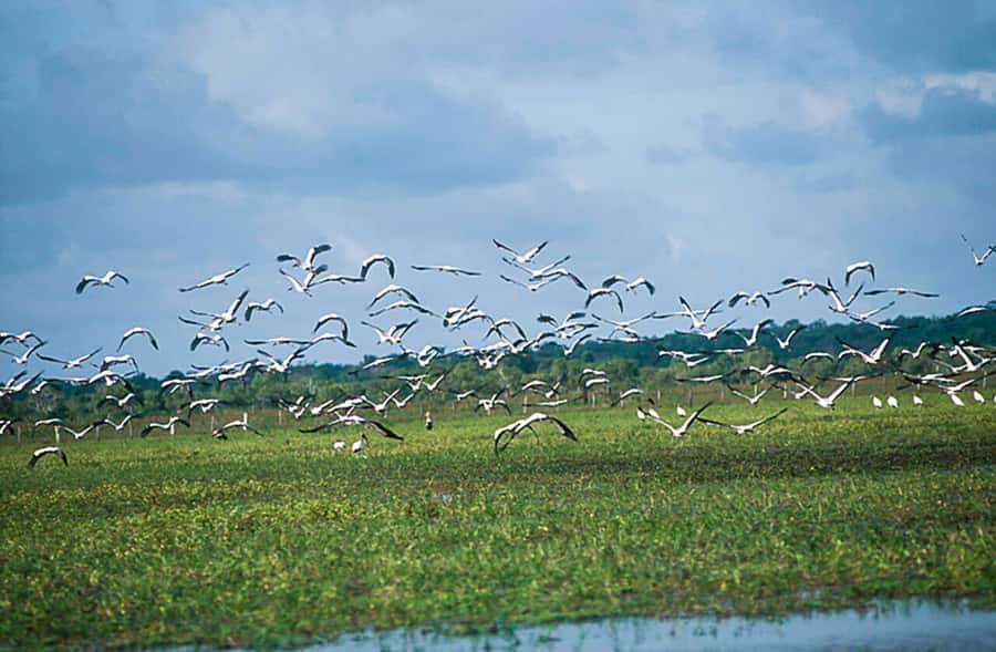 Belém: Marajó Island Day Trip with Buffalo Farm Visit - Who will enjoy this day trip most