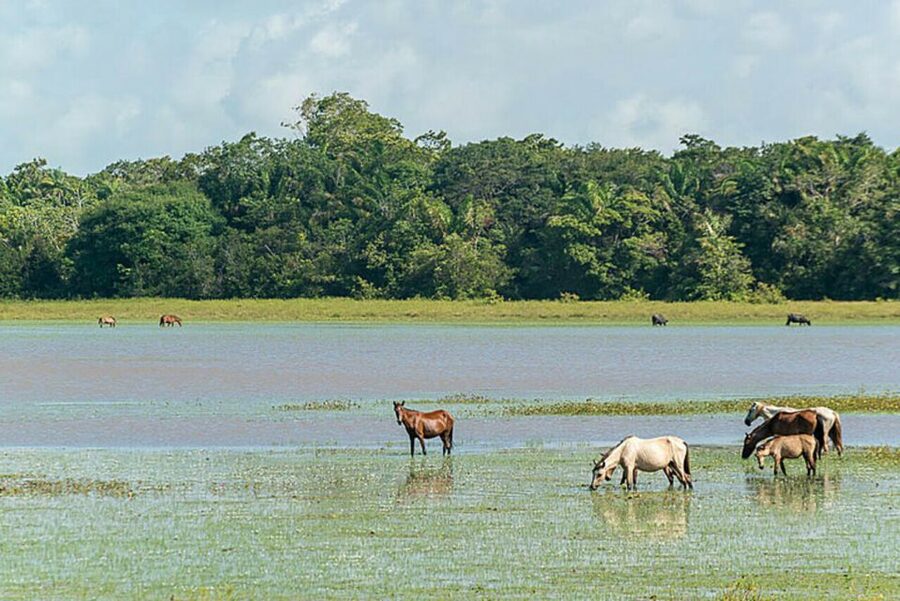 Belém: Marajó Island Day Trip with Buffalo Farm Visit - Practical ways to improve the day