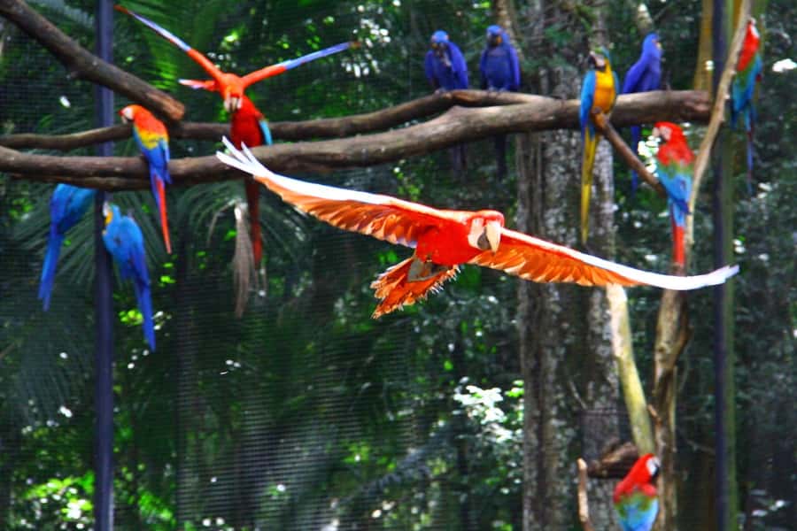 Brazilian Falls, Bird Park and Itaipu Dam - Three headline sights without three separate bookings