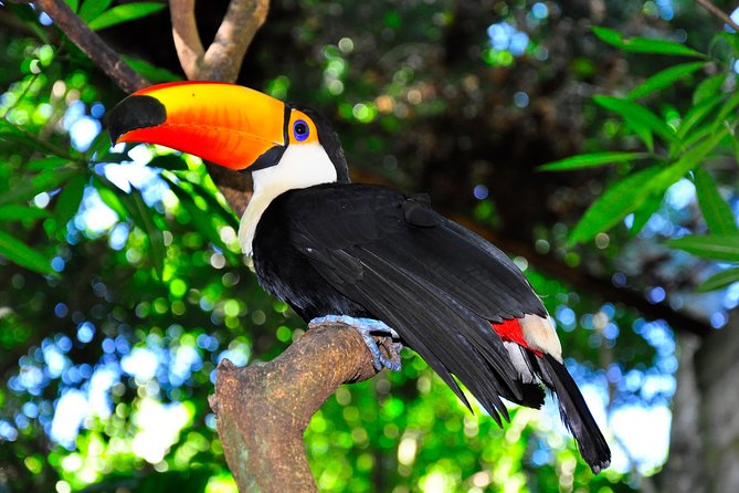Brazilian Falls, Bird Park and Itaipu Dam from Foz do Iguaçu - Who should book this Foz do Iguaçu day trip?