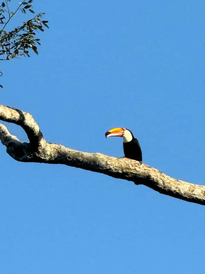Brazilian Iguassu Falls,Bird park Boat Safari all tickets - Parque das Aves: a close start among rainforest birds