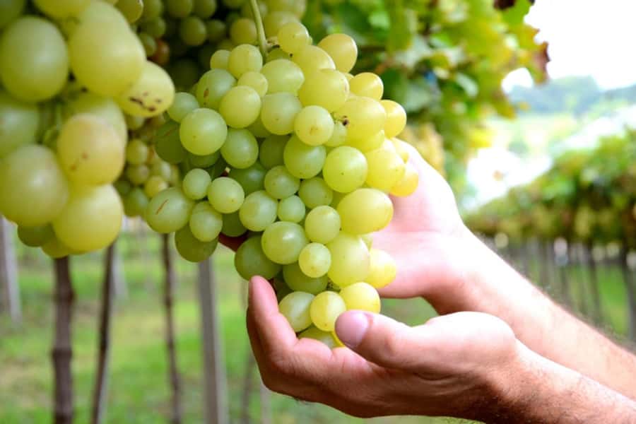 Canela/Gramado: South Wineries, Wine Train, & Italian Park - Aurora Winery: production over pastoral views