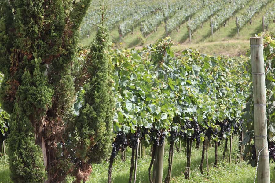 Canela/Gramado: South Wineries, Wine Train, & Italian Park - A ride on the Maria Fumaça wine train
