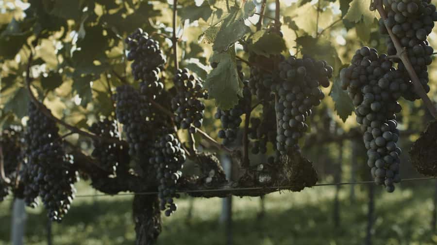 Canela/Gramado: South Wineries, Wine Train, & Italian Park - Tramontina, Fetina de Formaio, and Gdom Knitting