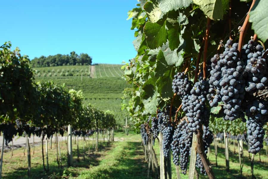 Canela/Gramado: South Wineries, Wine Train, & Italian Park - Italian roots in the Serra Gaúcha