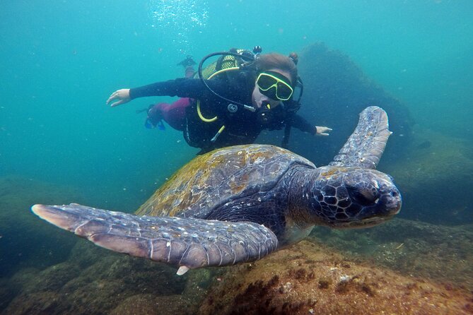 Diving with Turtles in Floripa - Starting at Barra da Lagoa at 8:00 am