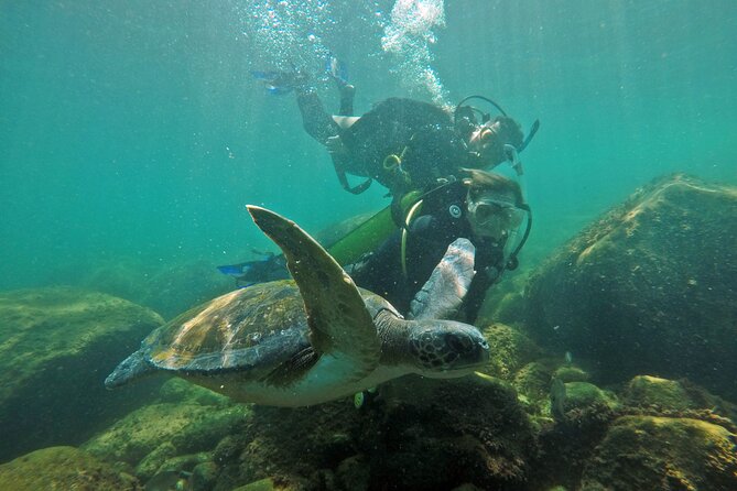 Diving with Turtles in Floripa - Why beginners tend to feel comfortable