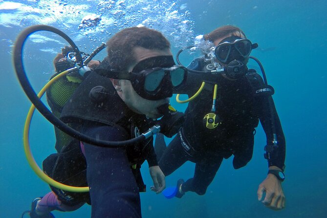 Diving with Turtles in Floripa - Fruit, water, and the return to shore