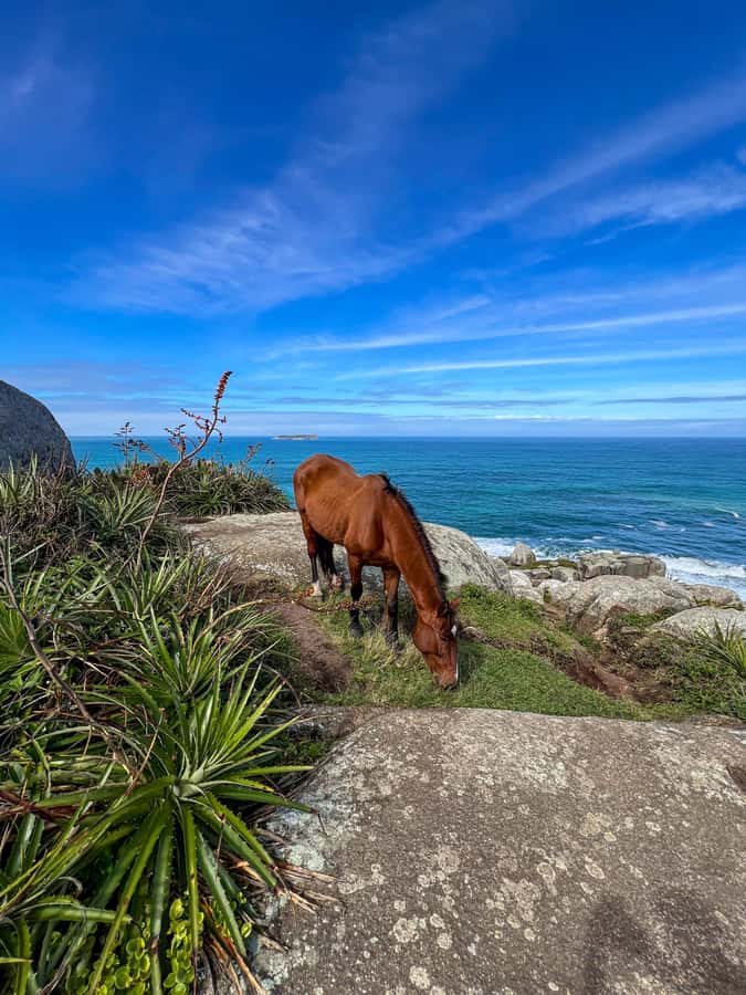 Florianopolis: Gravata Beach Trail with Picnic - What makes this Gravata Beach outing worthwhile