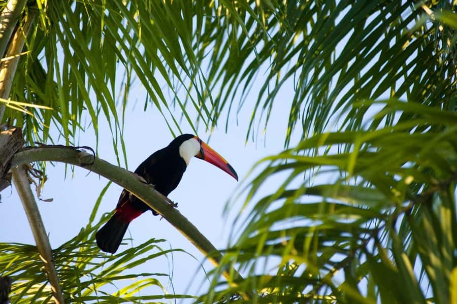 Florianopolis: Lagoinha do Leste Natural Park Hike - The walk back and the possible boat option