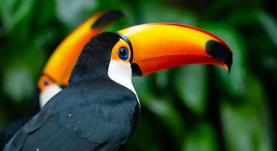 Foz do Iguaçu: Bird Park Tour with Tickets - Key points to know before booking