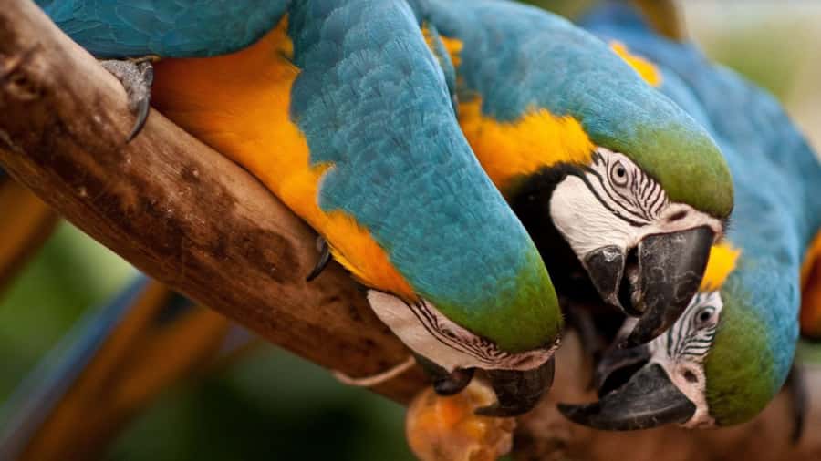 Foz do Iguaçu: Bird Park Tour with Tickets - Why Parque das Aves is more than a quick photo stop