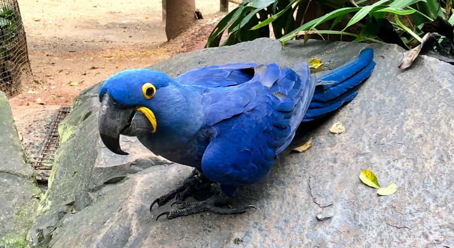 Foz do Iguaçu: Bird Park Tour with Tickets - Following the two-hour jungle walkway