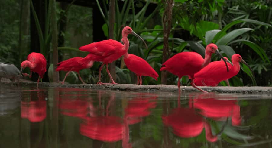 Foz do Iguaçu: Bird Park Tour with Tickets - Birds from Brazil and beyond