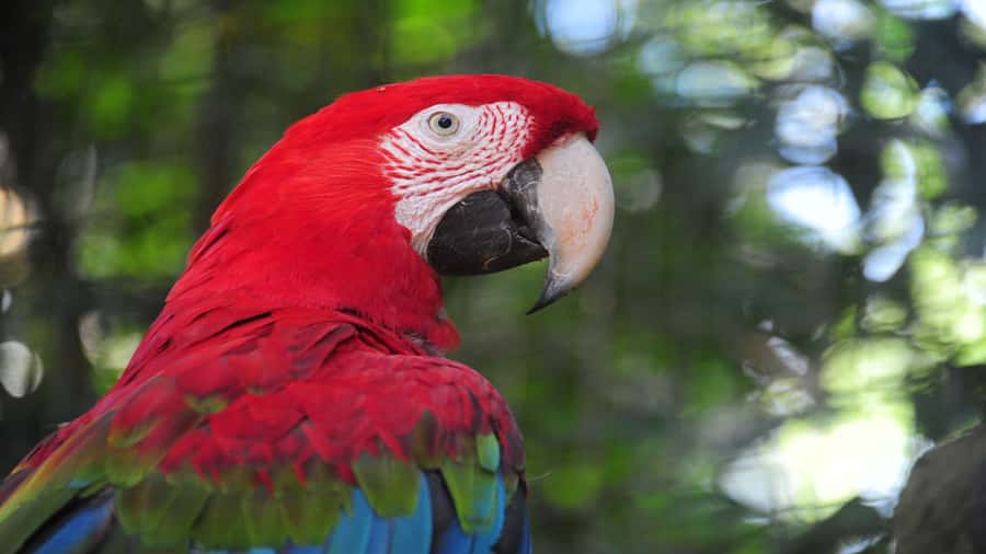 Foz do Iguaçu: Brazilian Side of the Falls + Bird Park - The 1,200-meter route beside the falls