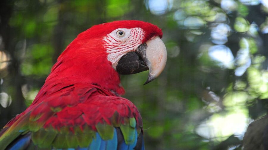 Foz do Iguaçu: Brazilian Side of the Falls + Bird Park - Who will get the most from this outing