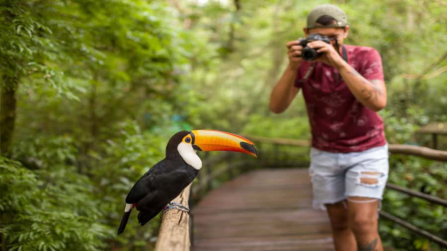 Foz do Iguaçu: Brazilian Side of the Falls + Bird Park - Simple planning advice for a smoother visit