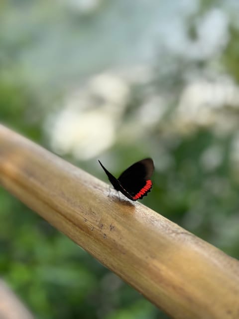 from Foz do Iguaçu: Private Tour on Argentinean Falls - The Upper Circuit: wide views over the rainforest