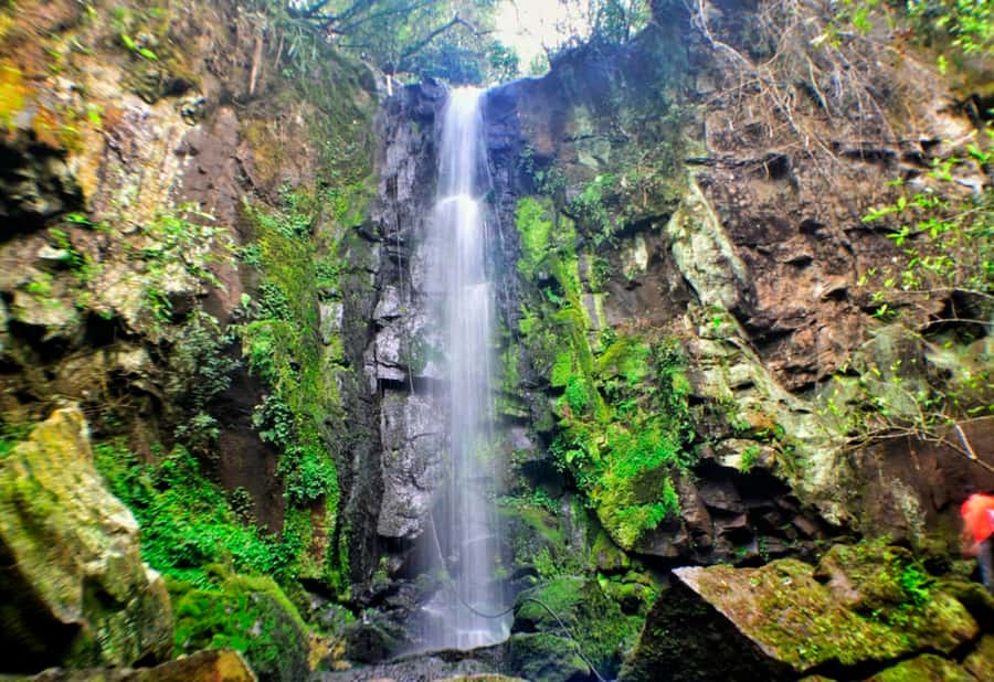 From Foz do Iguaçu: Secret Falls Adventure - Walking the rainforest trail