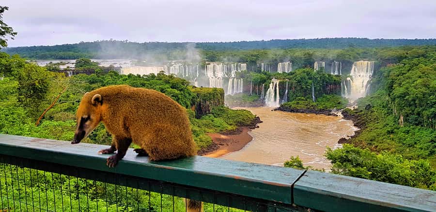 From Foz do Iguazu: Brazil Iguazu Falls & Macuco Safari Boat - Devil’s Throat is the day’s great viewing platform