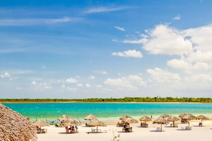From Jericoacoara: Preá Beach and Paradise Lagoon Tour - The Tree of Laziness and the first photo stop