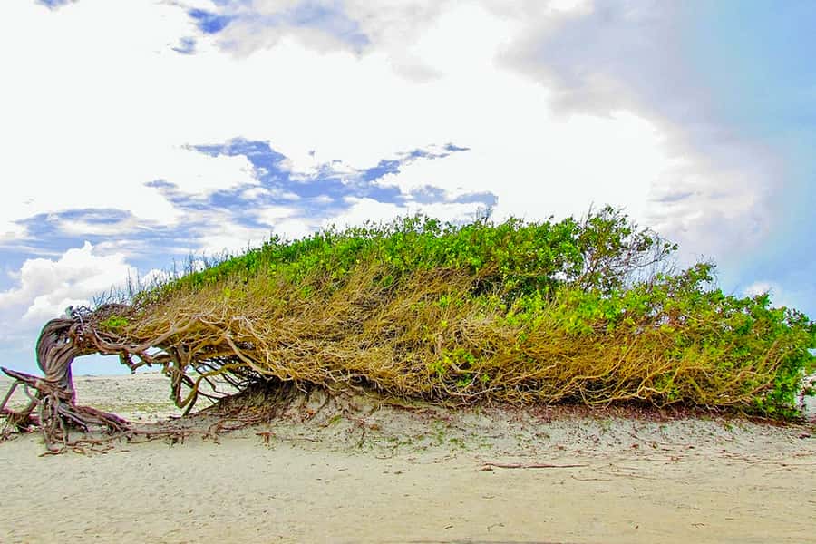 From Jericoacoara: Preá Beach and Paradise Lagoon Tour - The Caiçara Blue Hole question