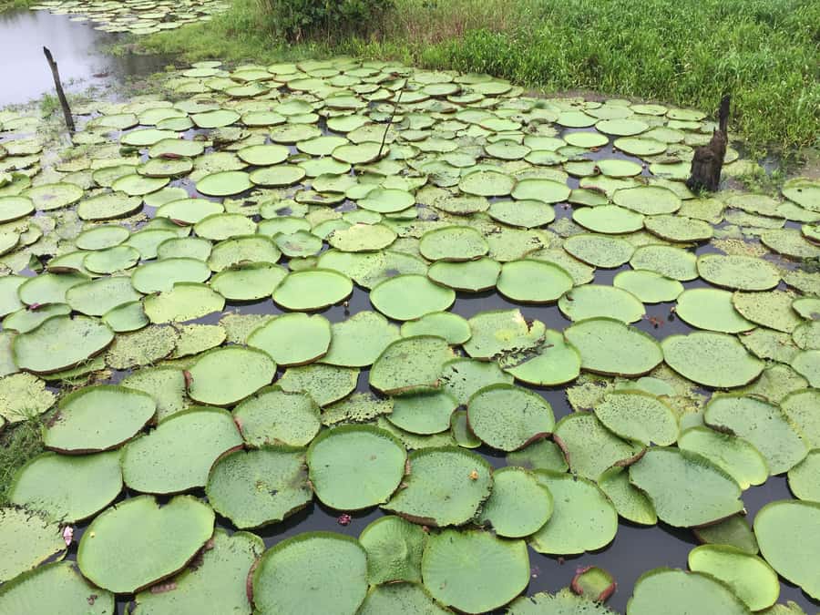 From Manuas: Full-Day River Tour - Lunch at a floating restaurant