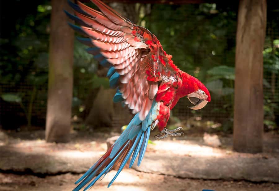 From Puerto Iguazú: Brazilian Bird Park Tour with Tickets - The optional backstage visit