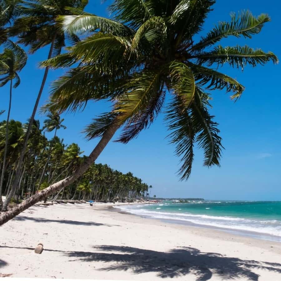 From Recife : Carneiros Beach - Why Praia dos Carneiros makes a strong day trip from Recife