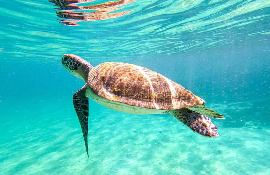 From Rio de Janeiro: Angra dos Reis & Ilha Grande Day Tour - Key points at a glance