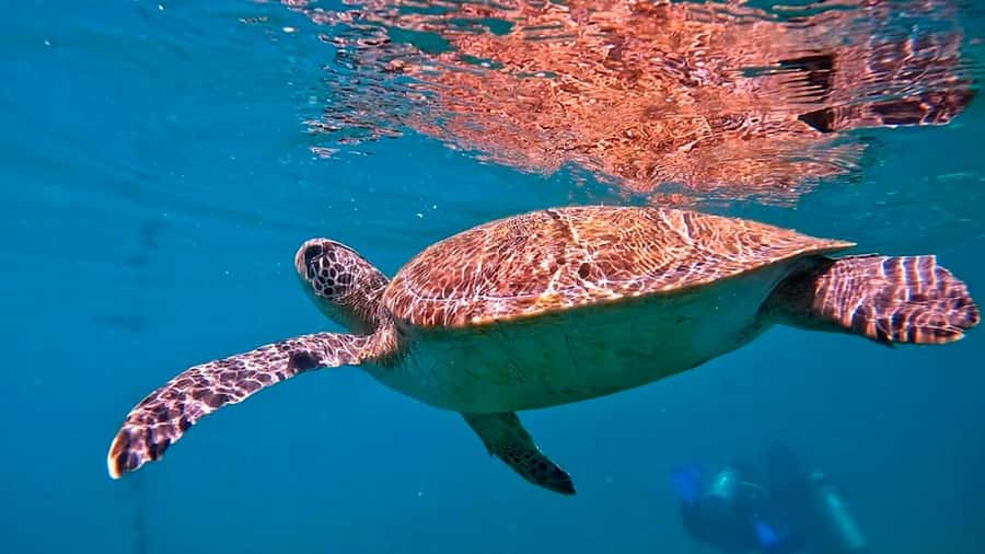 from Rio de Janeiro: Diving in Buzios - What the 45 to 60 minute underwater session offers