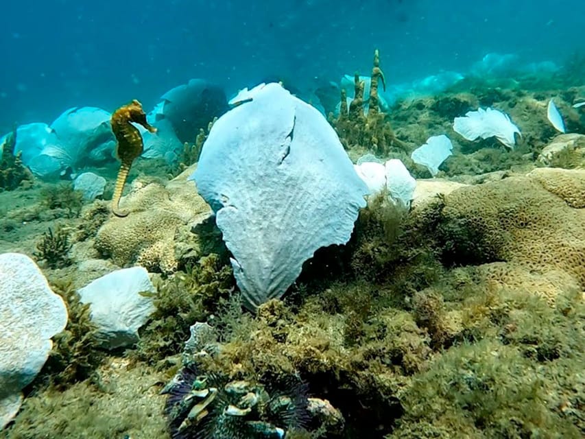 from Rio de Janeiro: Diving in Buzios - Equipment and instruction for first-time scuba users