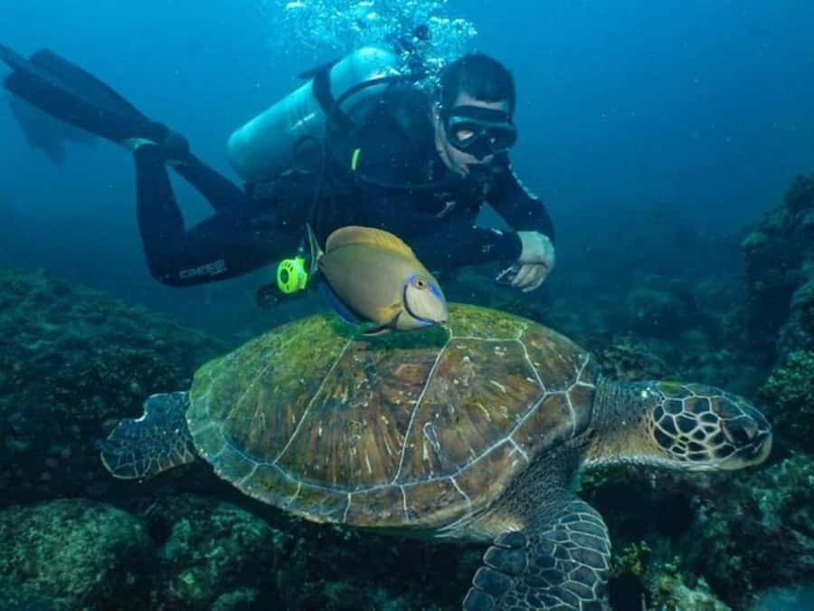 from Rio de Janeiro: Diving in Buzios - Lunch on Rua das Pedras after the water session