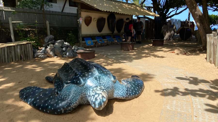 From Salvador: Praia do Forte & Guarajuba Beach Daytrip - Practical ways to make the day better