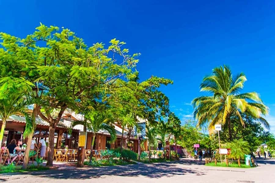 From Salvador: Praia do Forte & Guarajuba Beach Daytrip - The turtle sanctuary and marine conservation