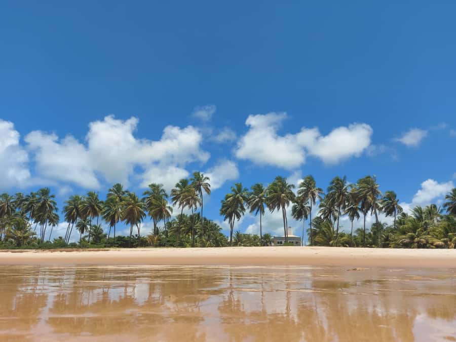 From Salvador: Praia do Forte & Guarajuba Beach Daytrip - Beach time, crafts, and the fishing village