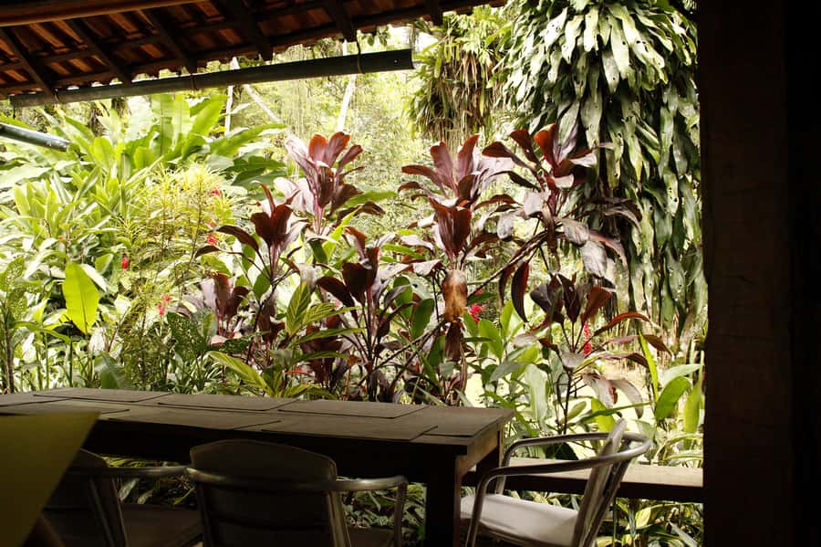 Full-Day Jungle Jeep Waterfall and Cachaça Distillery Tour - Should You Book the Jungle Jeep Tour?